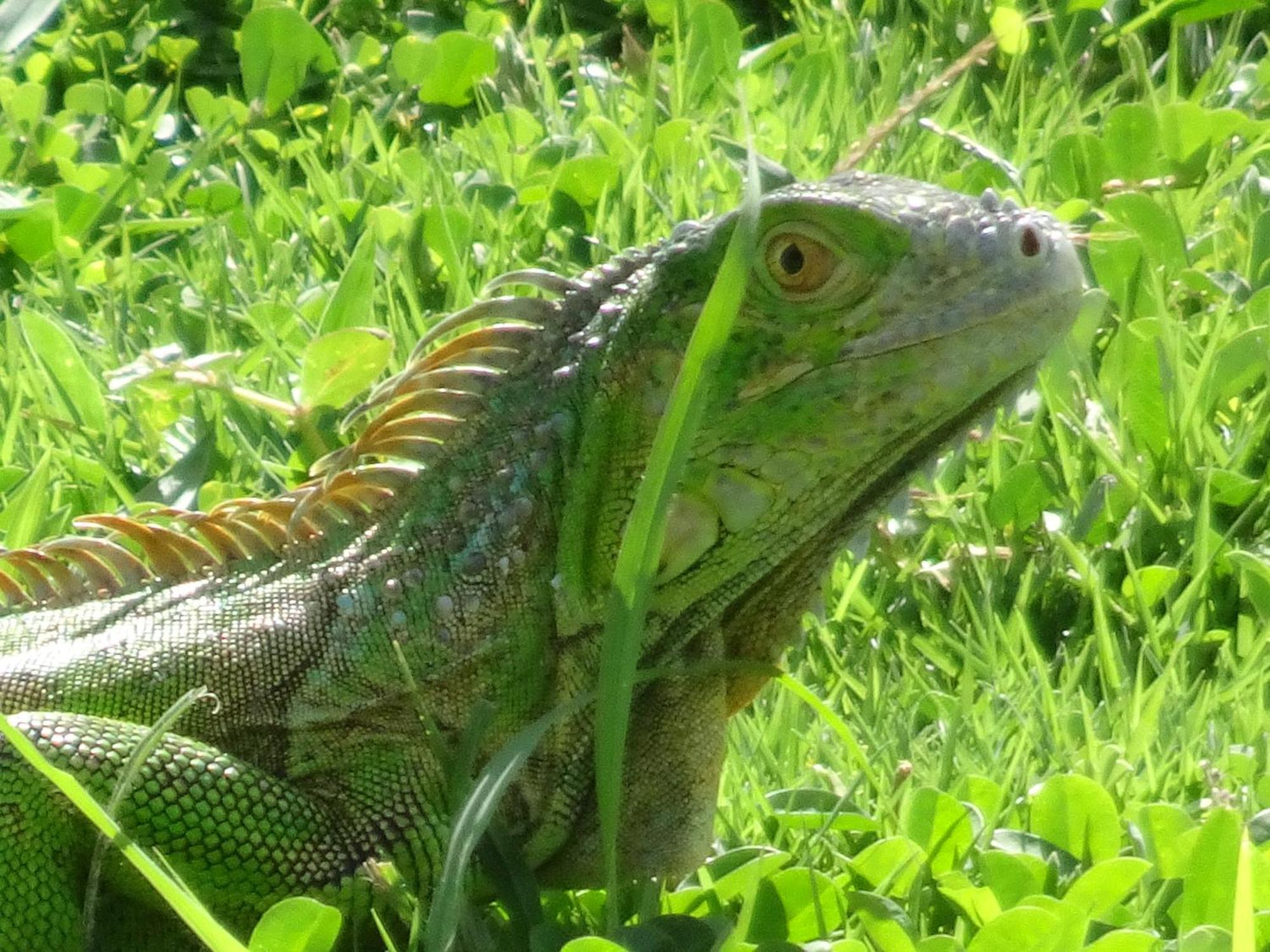 Alojamento Blue Lizard House San Andrés